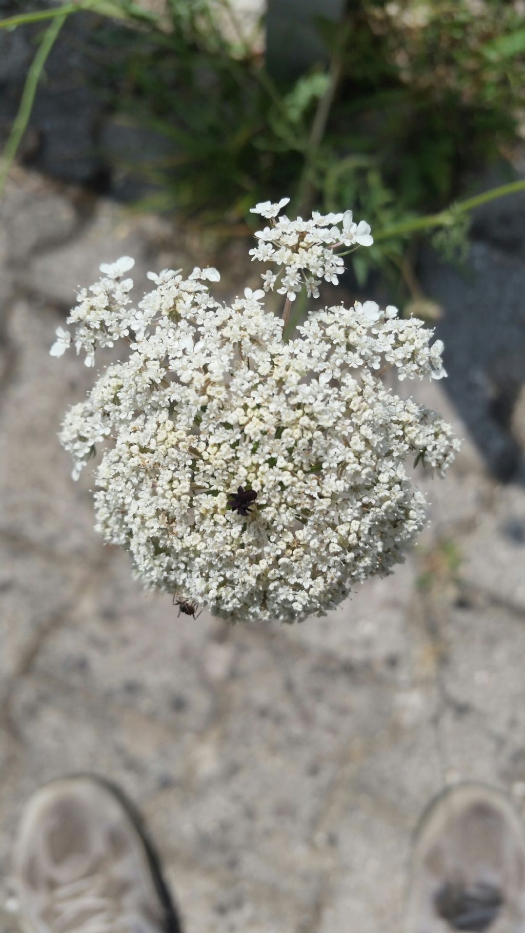 Daucus carota?  Sì !